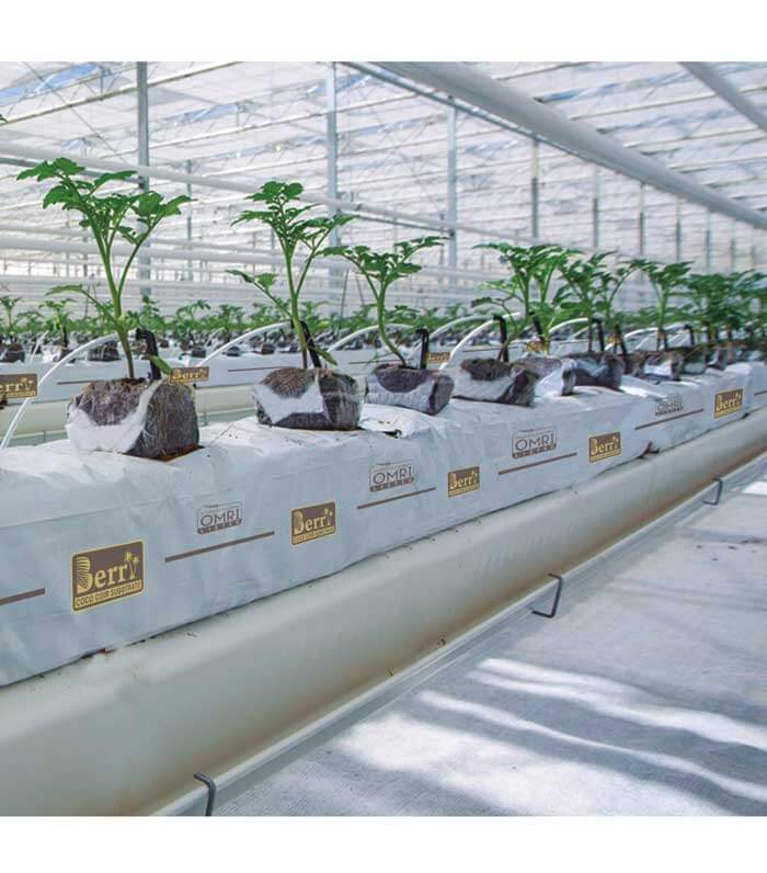 Berry substrate container trial