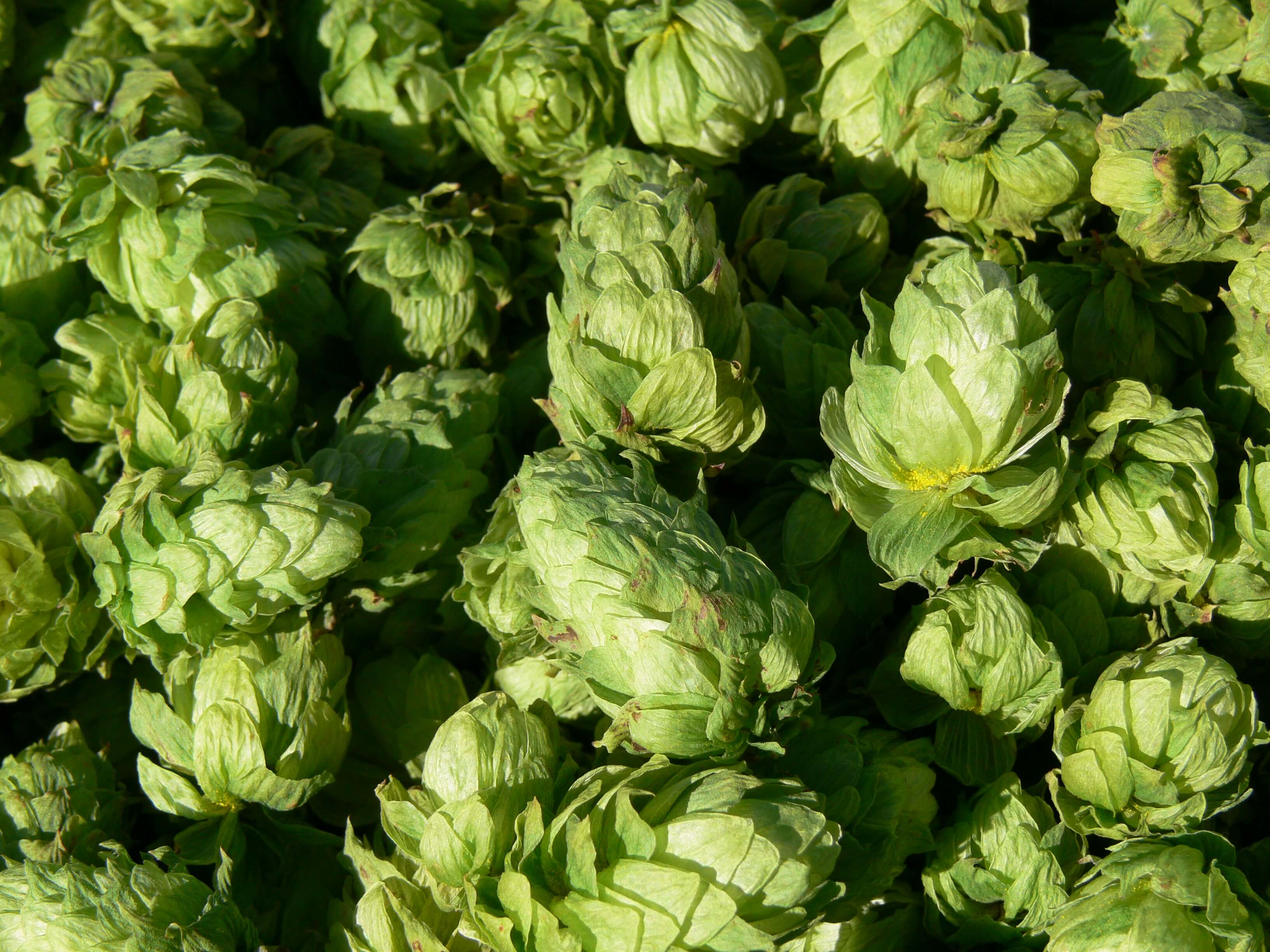 Vegetable & Specialty Crops