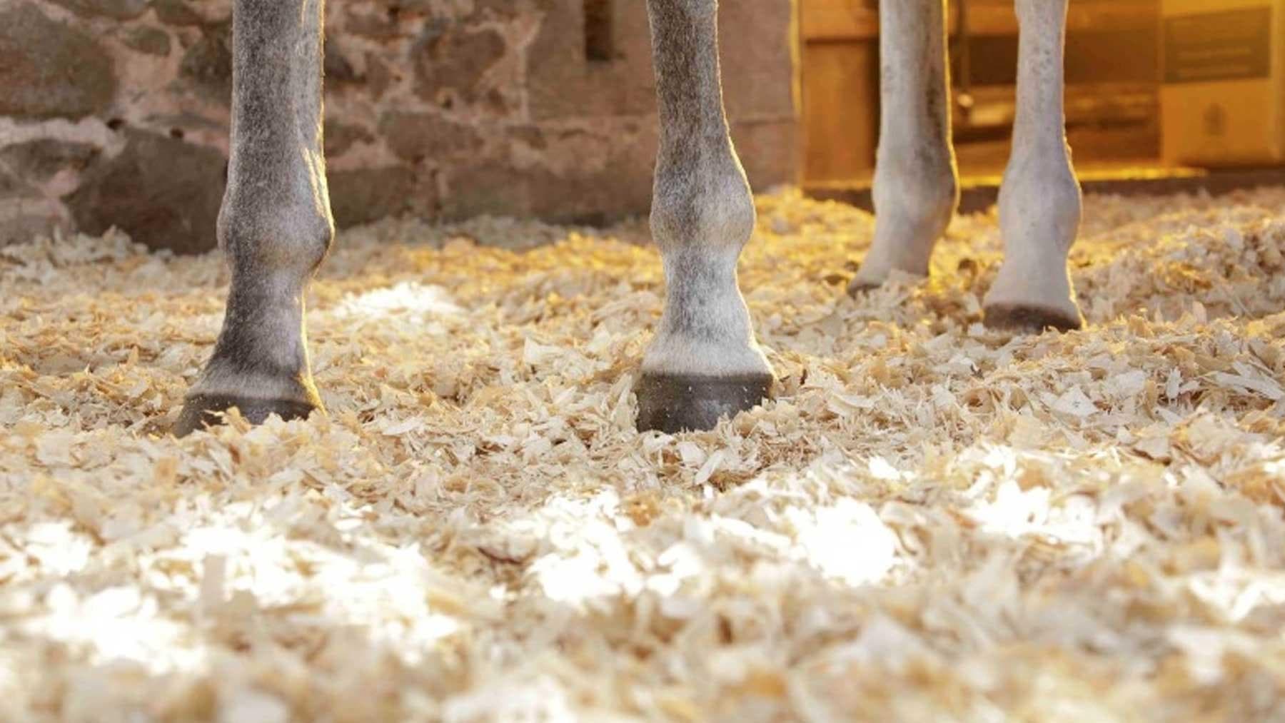 Equine stall bedding for odor-sensitive housing