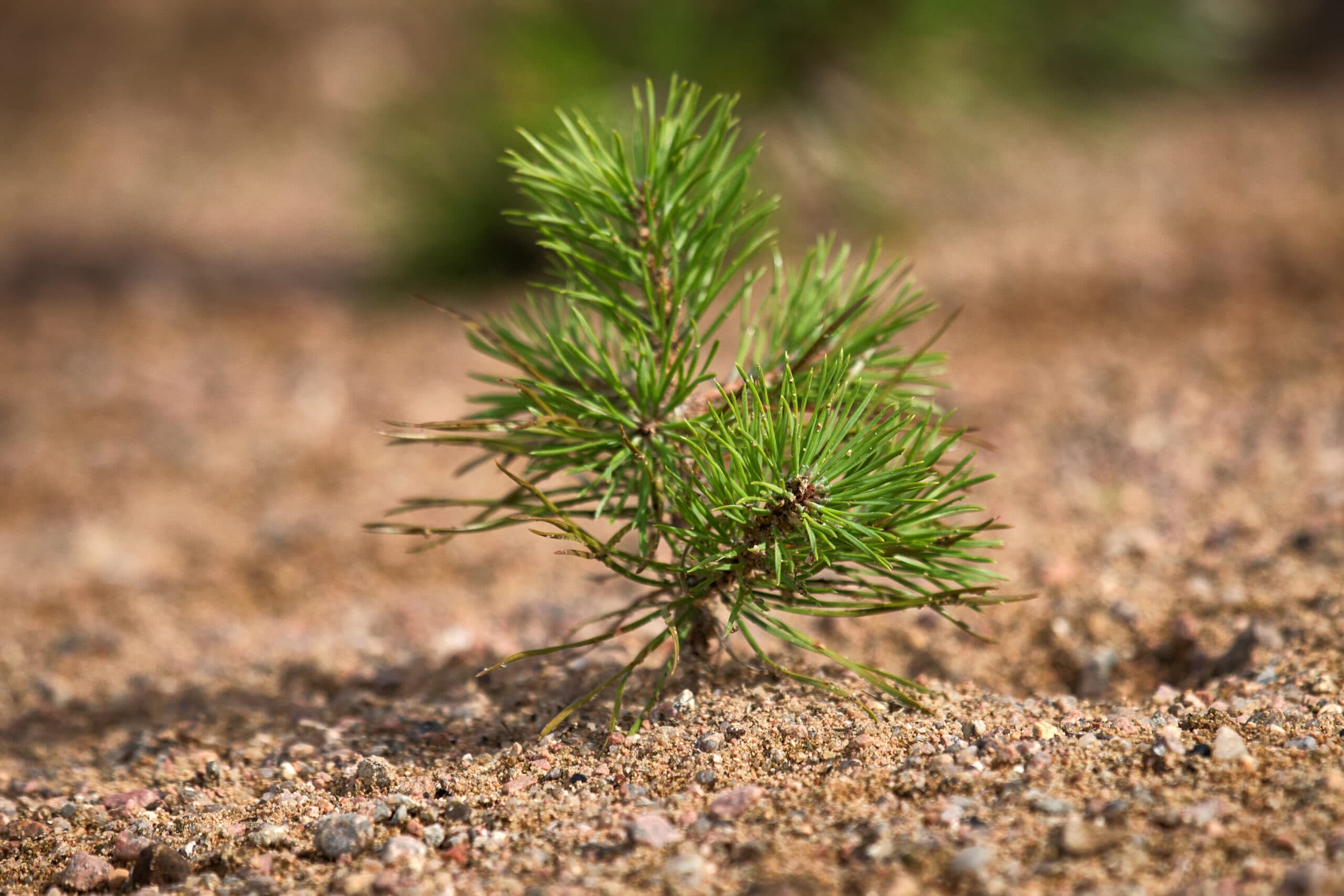 Degraded & Marginal Land