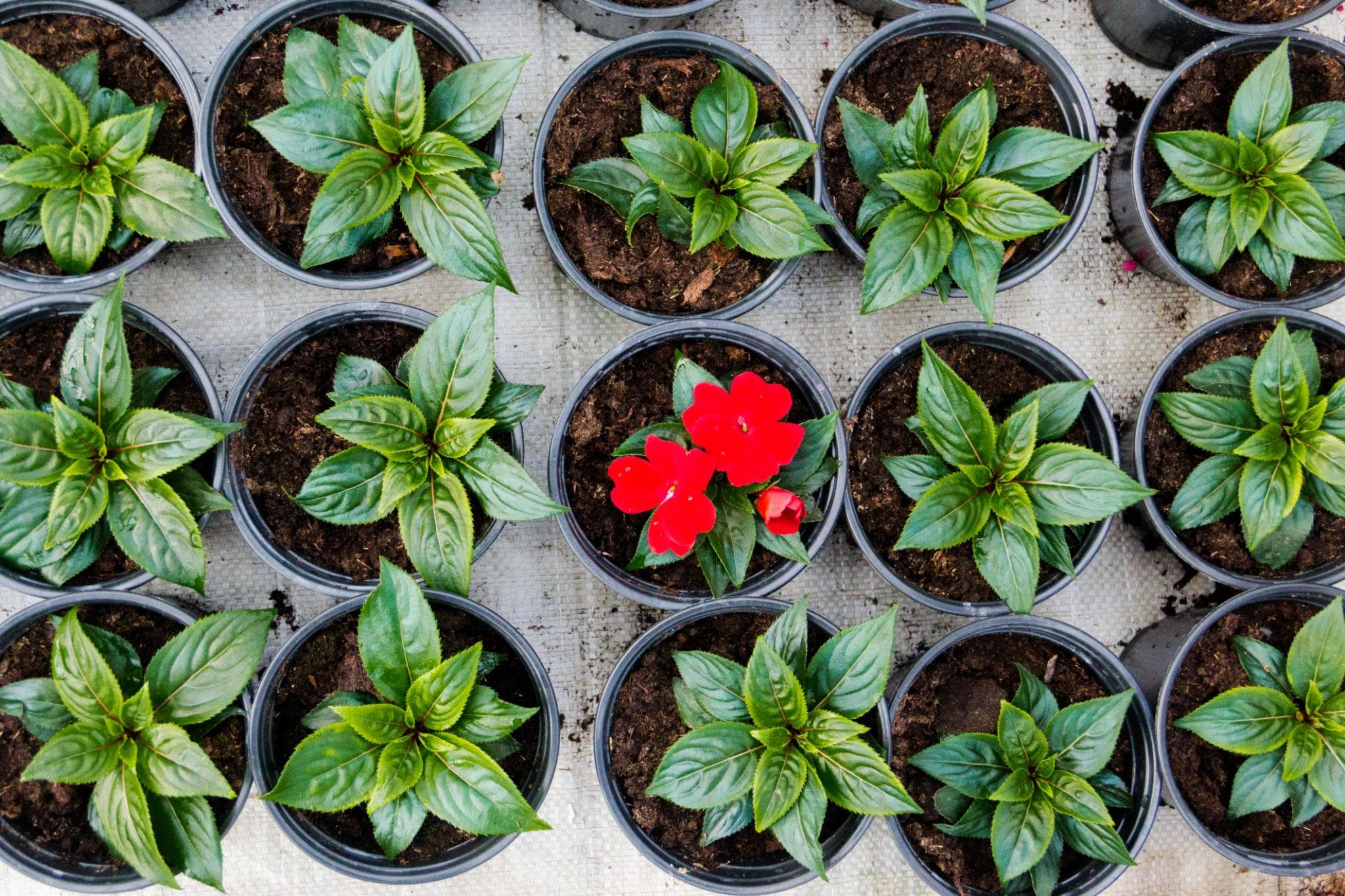 Potting and container substrate blend