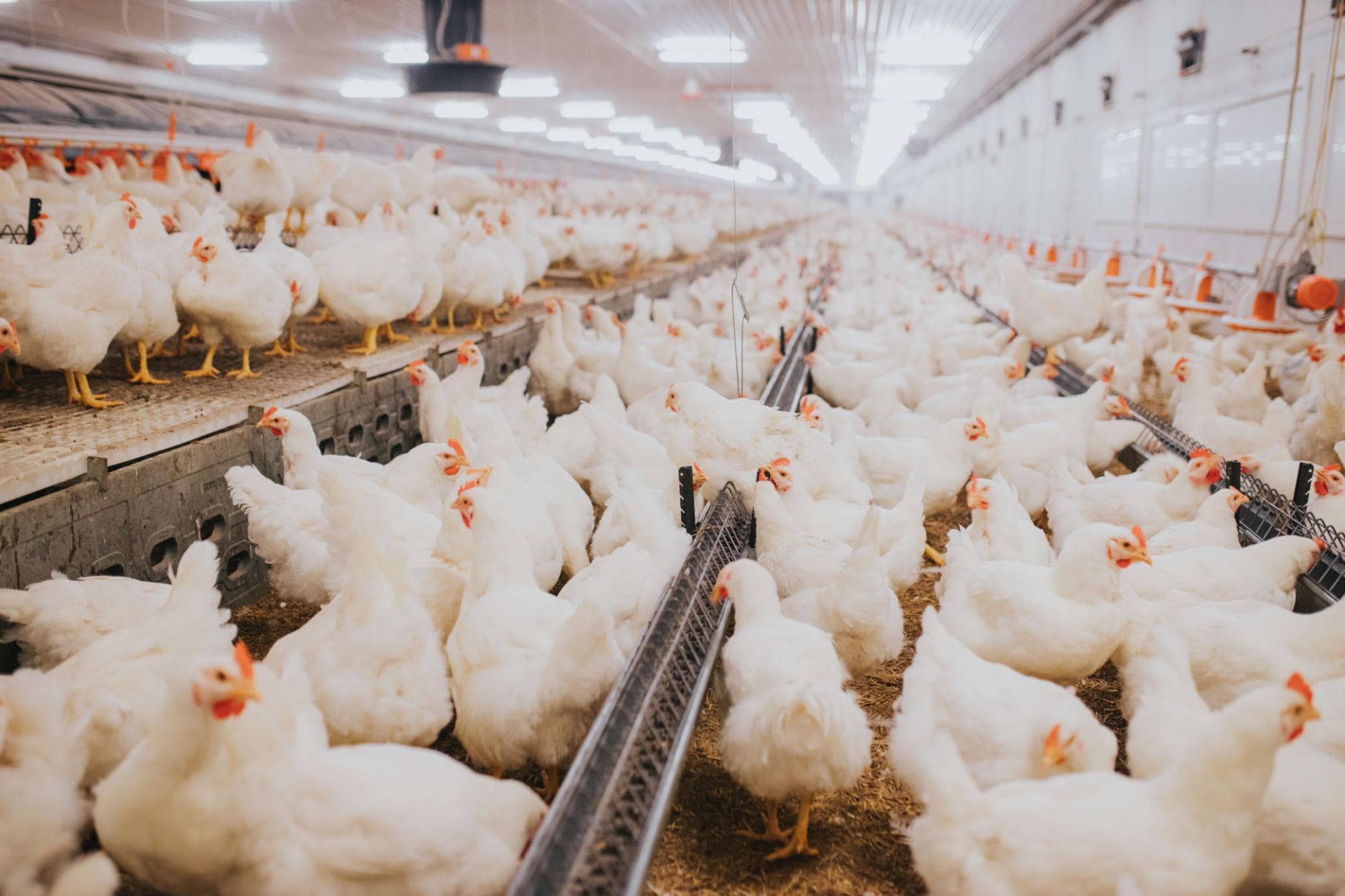 Broiler and layer poultry house bedding