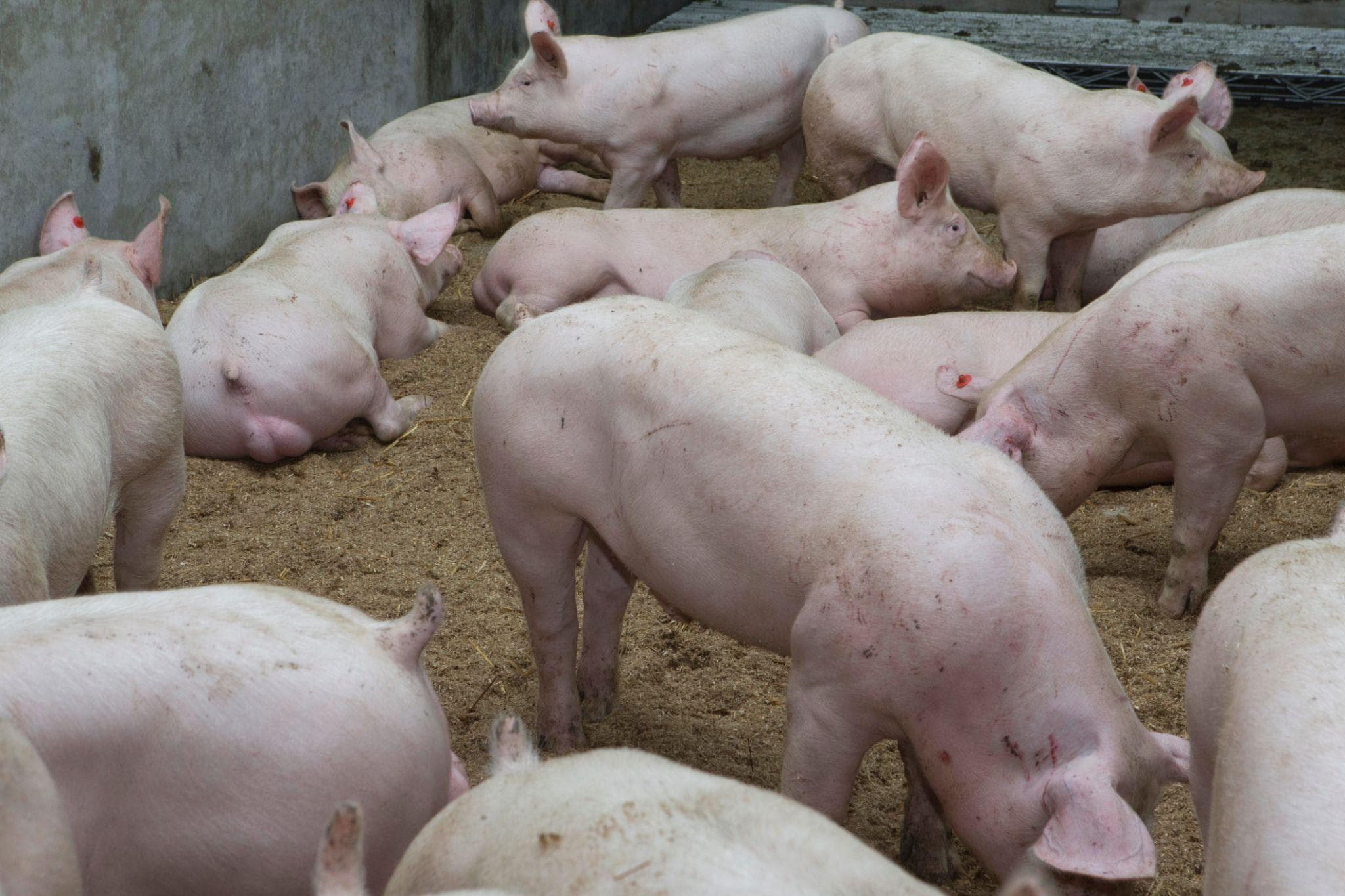 Swine barn bedding for deep-pack housing