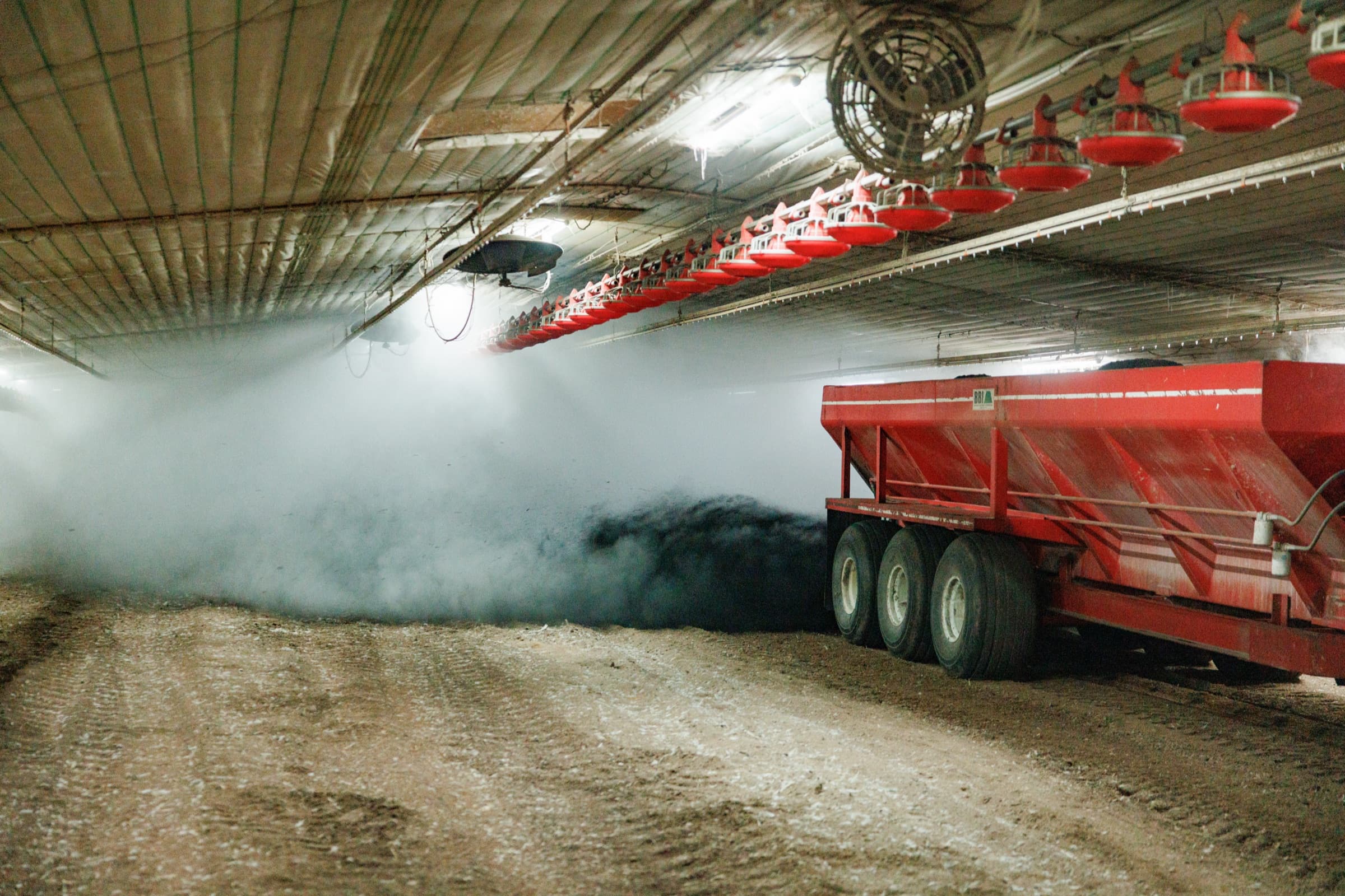A spreader drops dark AeroChar over fresh bedding inside a broiler house.